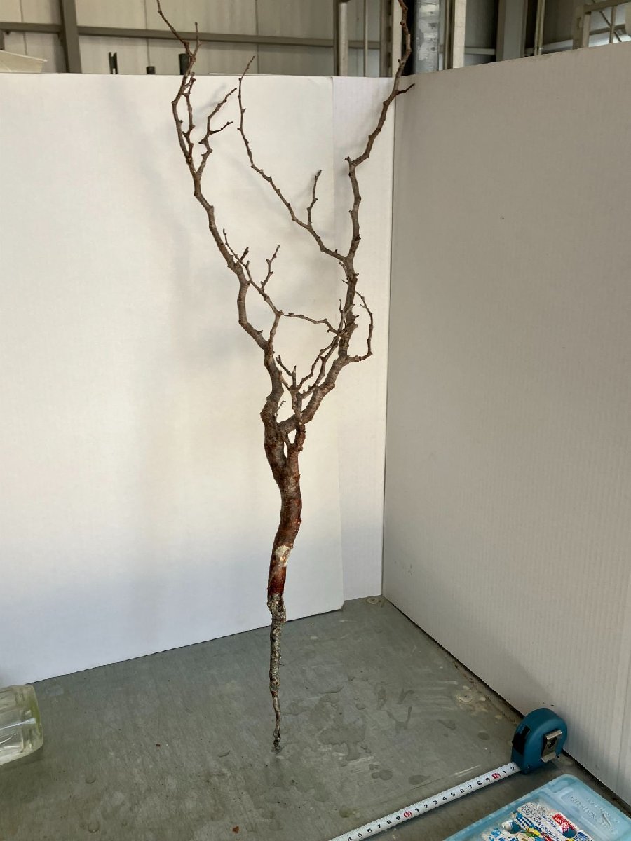 モ7623 「塊根植物」コミフォラ　モンストローサ 抜き苗【4/24最新到着・Commiphora monstrosa・マダガスカル】