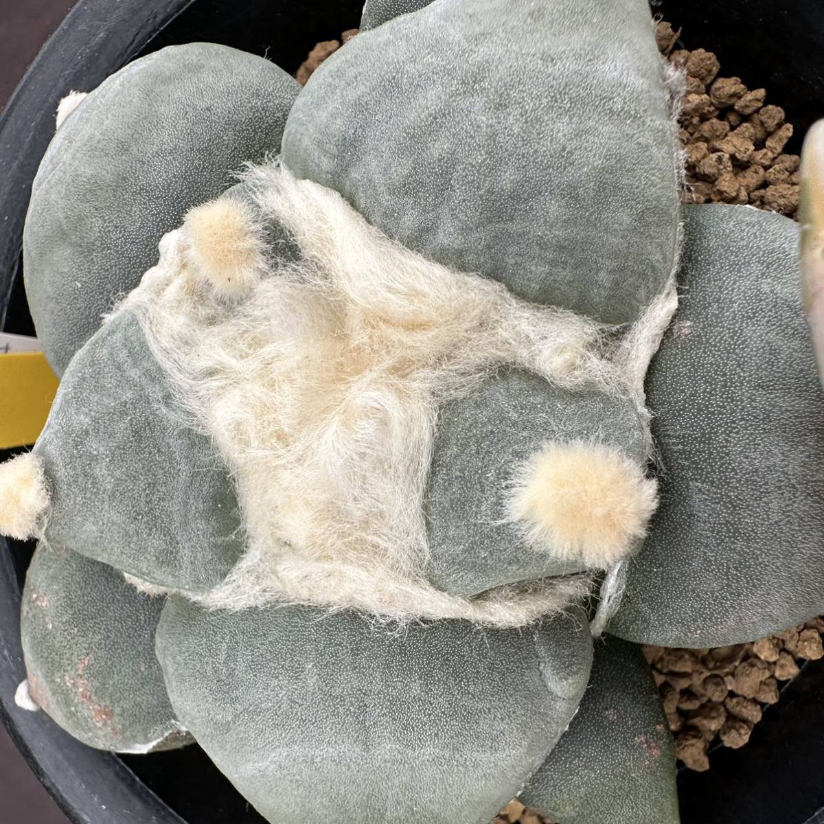 ☆奈研☆サボテン・多肉植物☆701☆青磁牡丹 実生 Ariocarpus