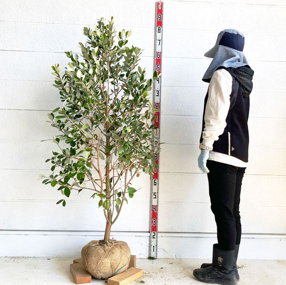 大株　フェイジョア　実生苗　約:150cm 大実　強健　常緑樹　根巻　株立ち　パイナップル　520229