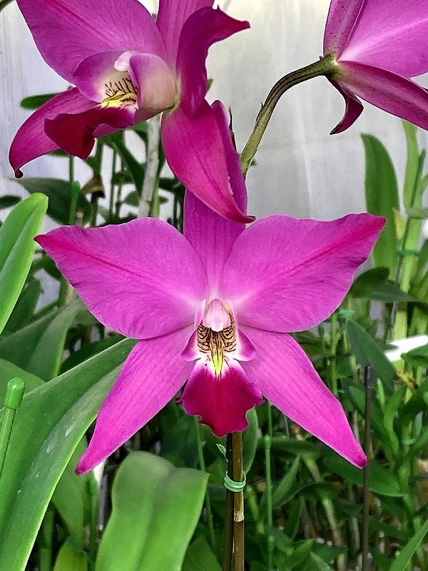 ◆◇洋蘭 原種 レリア（カトレア） gouldiana 'Seabec' (OG)