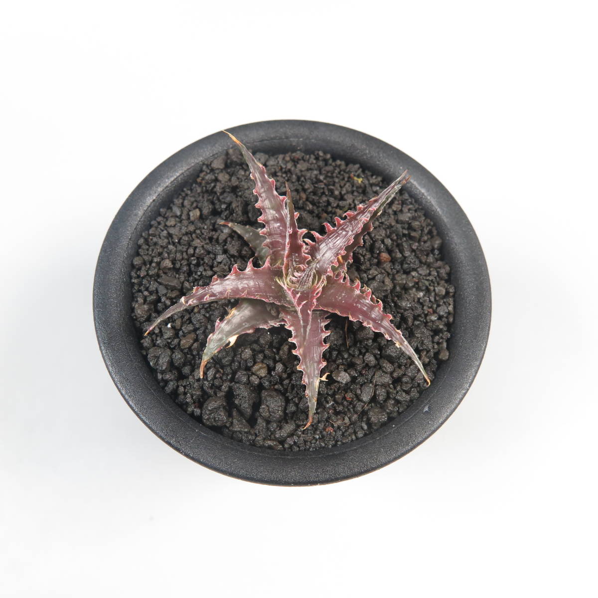 2. ディッキア ☆ Dyckia Pink Millipede Otto Bromeliad Hybrid