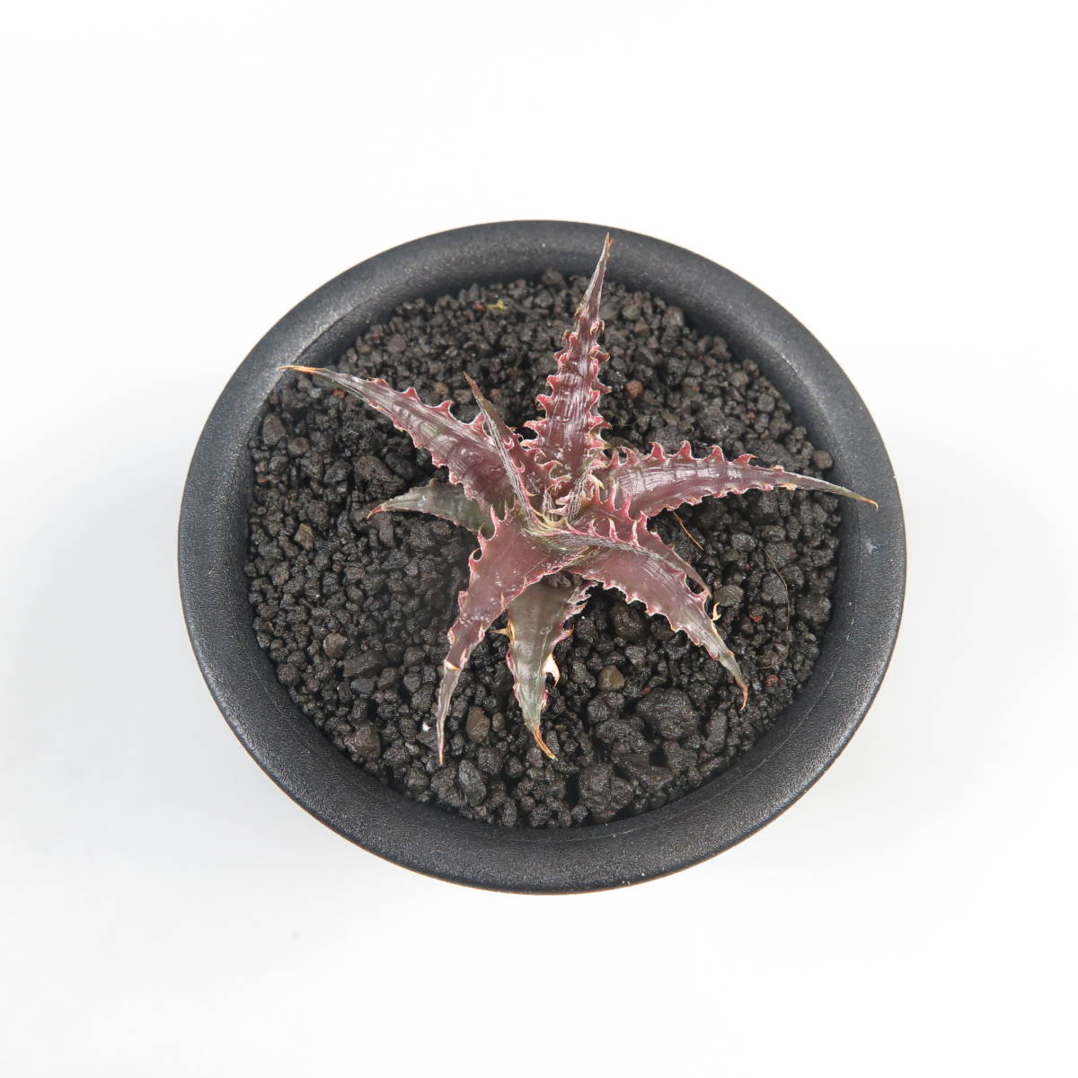 2. ディッキア ☆ Dyckia Pink Millipede Otto Bromeliad Hybrid