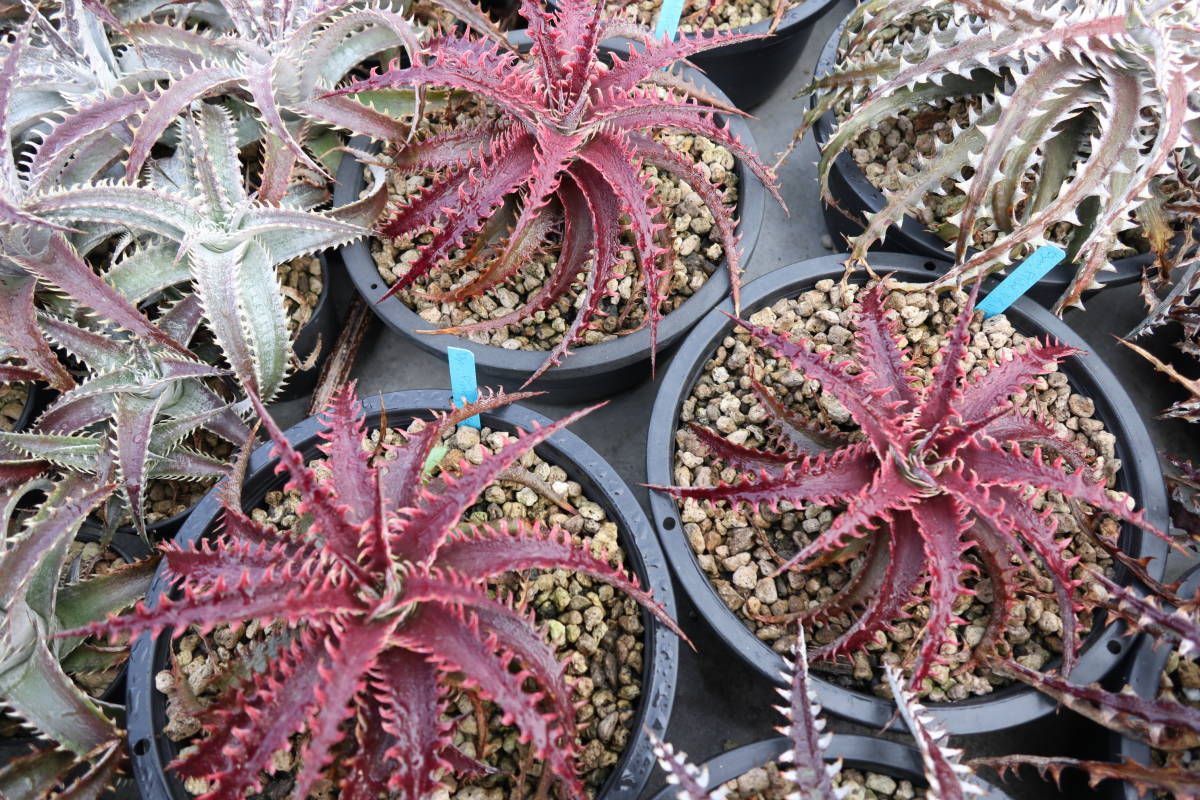2. ディッキア ☆ Dyckia Pink Millipede Otto Bromeliad Hybrid