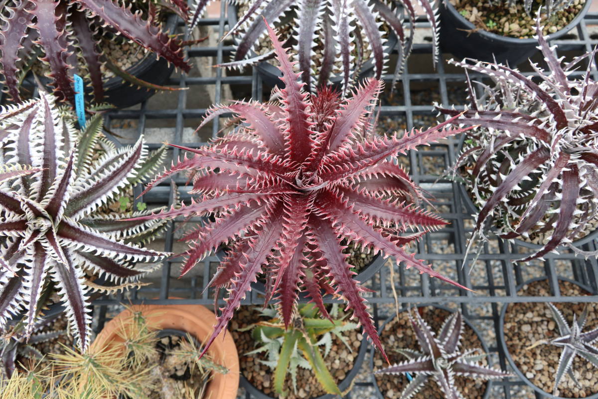 2. ディッキア ☆ Dyckia Pink Millipede Otto Bromeliad Hybrid