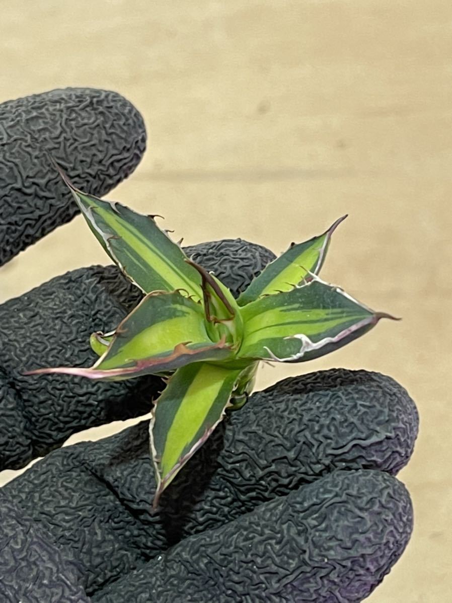 多肉植物アガベ ホリダ 黄中斑 極上株 ホリダ 黄中斑 アガベ 超 E26