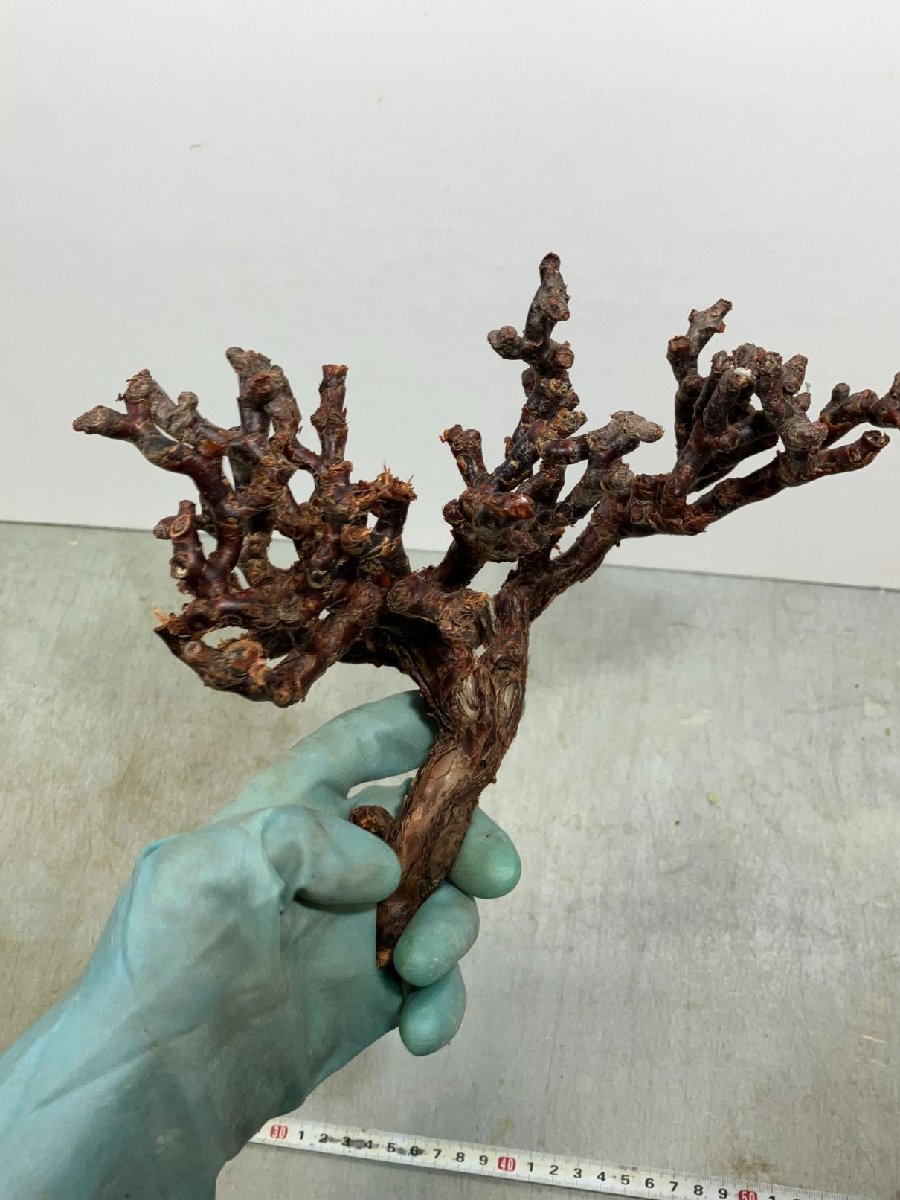 ユ8815「塊根植物」ペラルゴニウム ミラビレ 抜き苗【Pelargonium mirabile ・枯れ枝・折れ枝アリ・畑に地植え株・自社養生株】