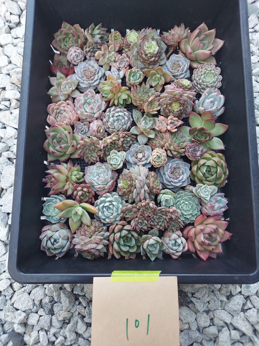 多肉植物 韓国苗 Echeveria　0418M-MIX-101　多肉植物寄せ植えに♪（お名前つきません） (岡山在庫)★(5/9発送)