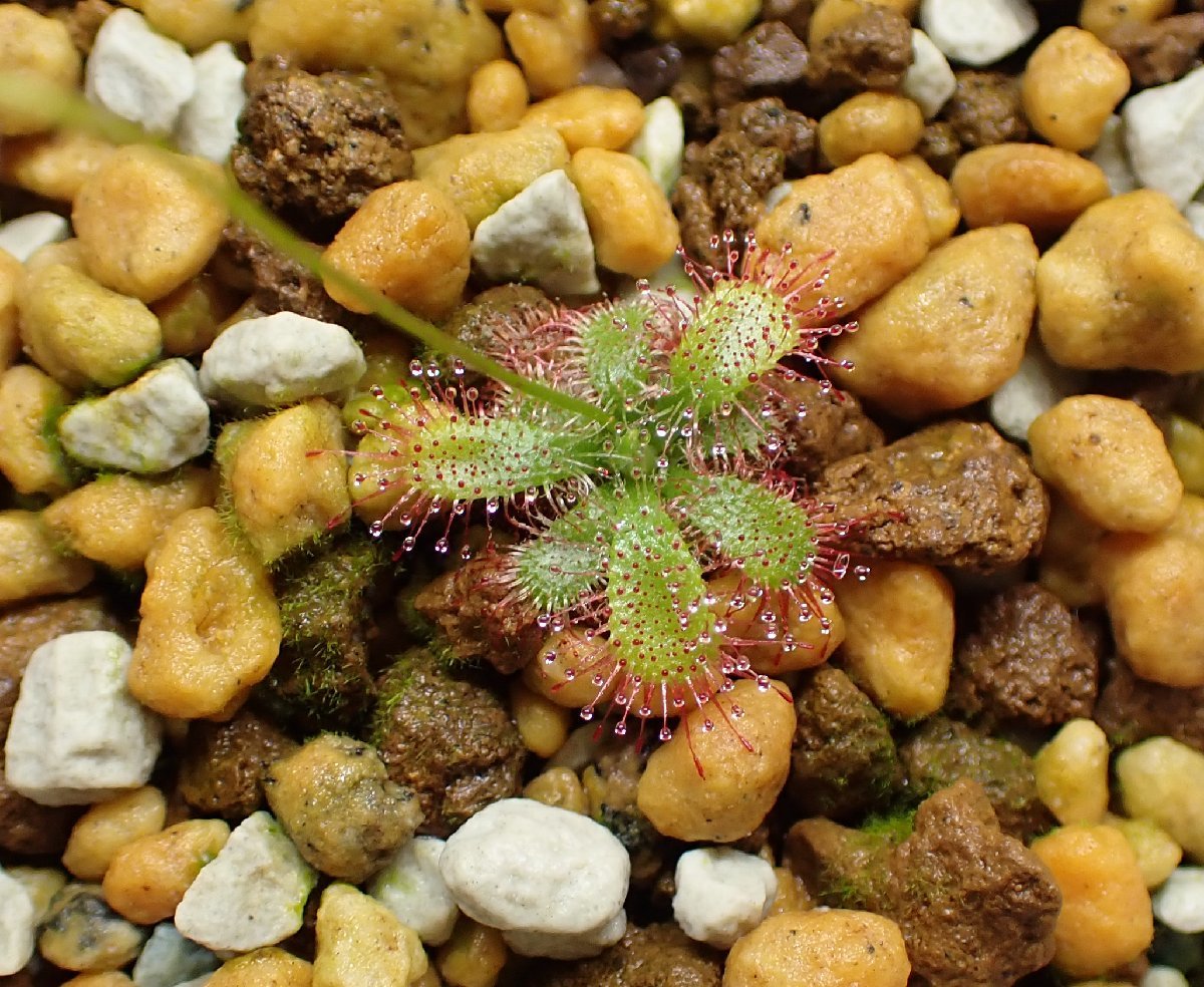 食虫植物 Drosera tentaculata ドロセラ　