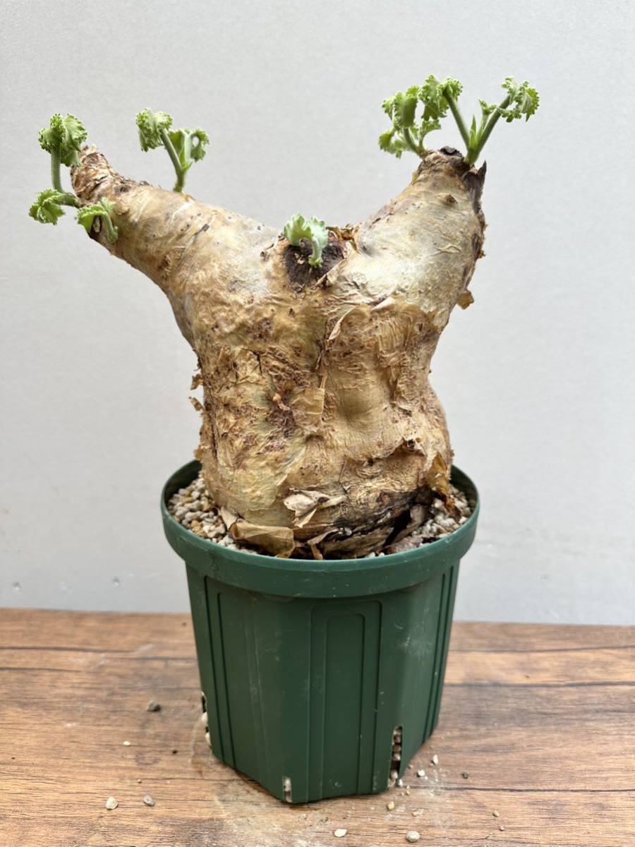 キフォステンマ　マクロプス　発根済 63コーデックス パキポディウム パキプス オペルクリカリア コミフォラ 塊根植物 