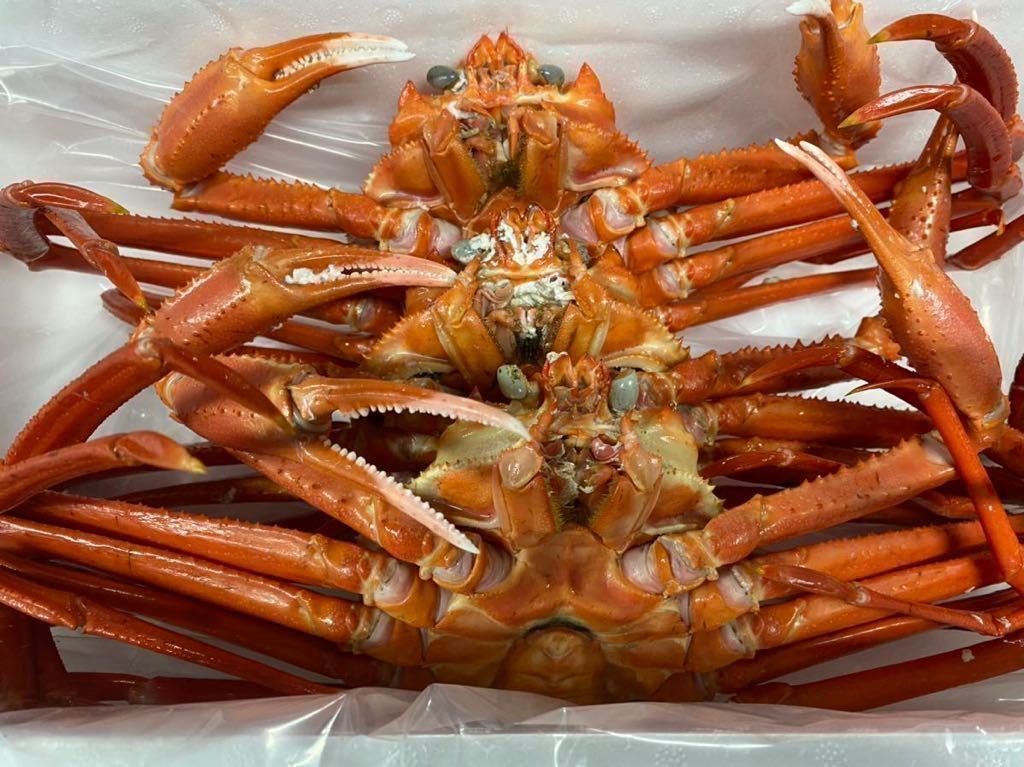 山陰境港産　冷凍　浜茹で紅ガニ　整体　　　　　　　1尾600gup 1箱3尾入り　_1