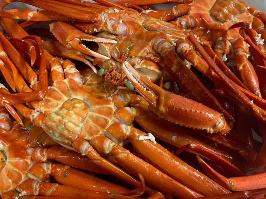 山陰境港産　冷凍　浜茹で紅ガニ　整体　　　　　　　1尾600gup 1箱3尾入り　_2