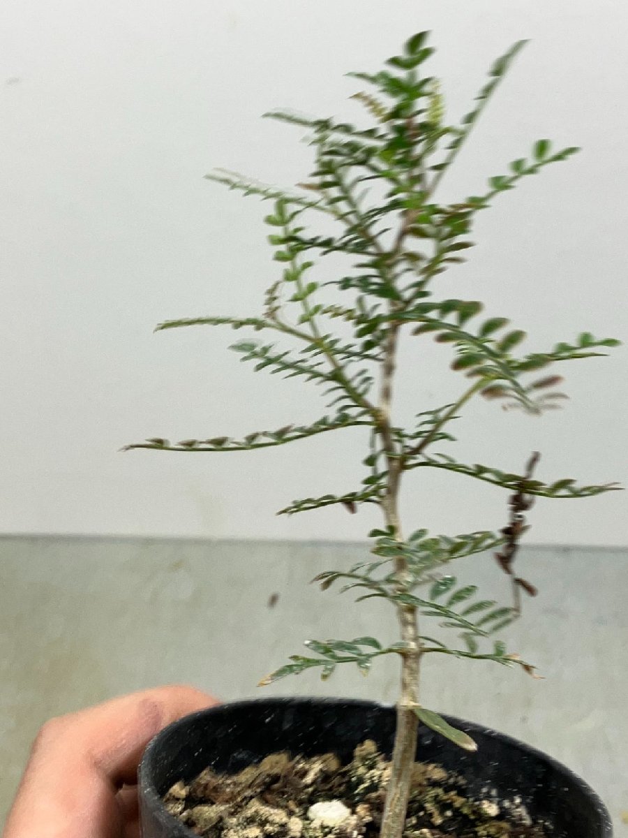 ラ1695 「実生株」オペルクリカリア　パキプス　2年株【種から発芽！・発根株・Operculicarya pachypus・塊根植物】