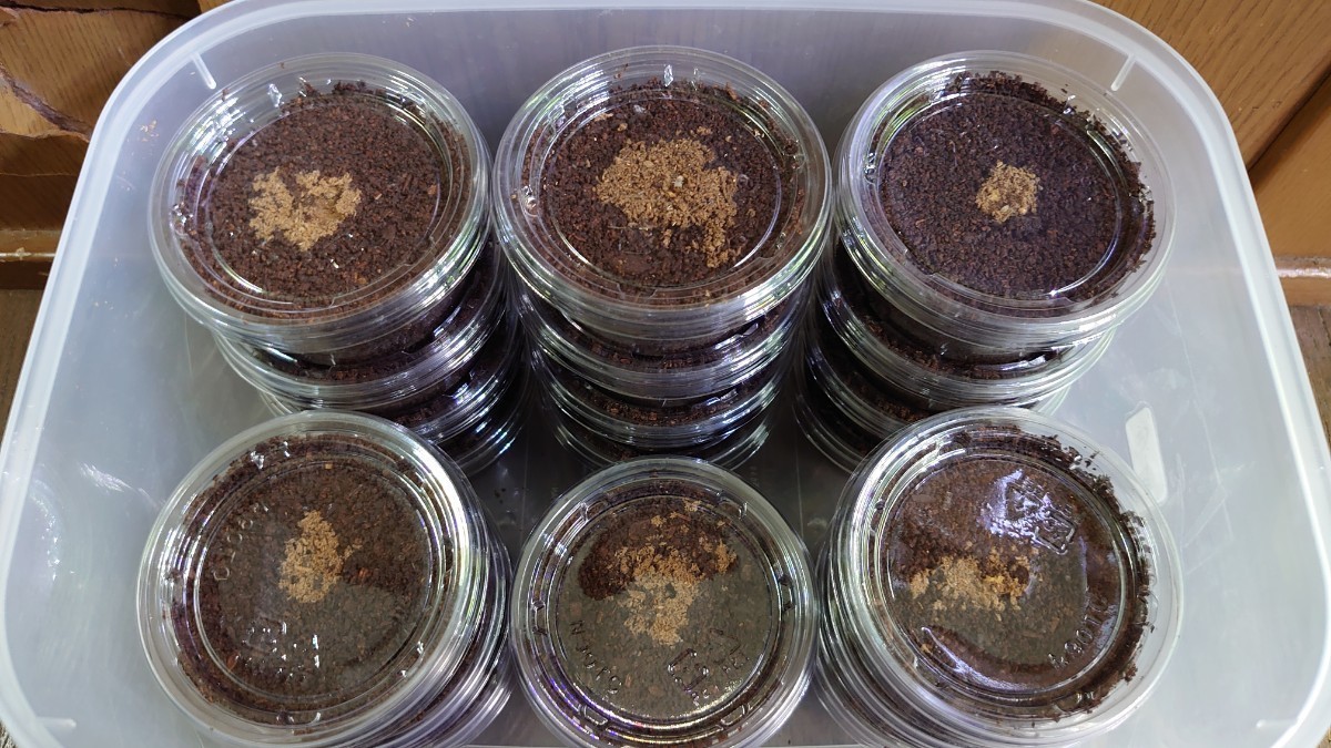 ウンナンヒラタ　CBF3　♂85mm×♀42mmからの初.2令幼虫　15頭+保証1頭