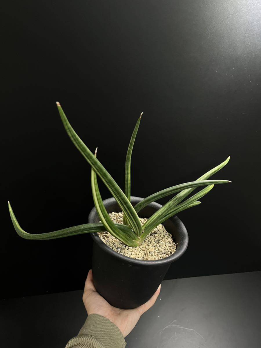 サンスベリア パテンス 斑入り sansevieria patens variegated 花