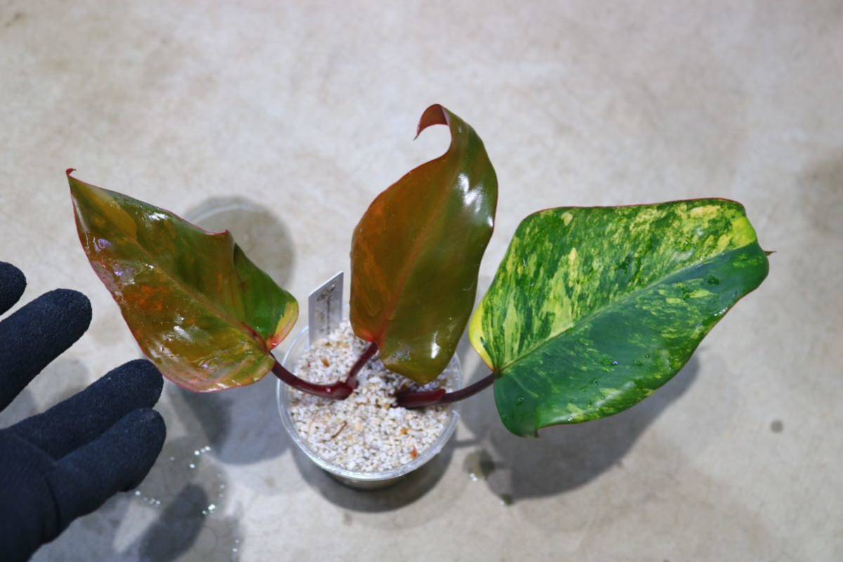 お得，得価 No.08/-TGK-r0306/フィロデンドロン ストロベリーシェイク/Philodendron erubescens 'strawberry shake'/特選個体(その他)｜売買されたオークション情報、yahooの商品情報をアーカイブ公開 - オークファ その他