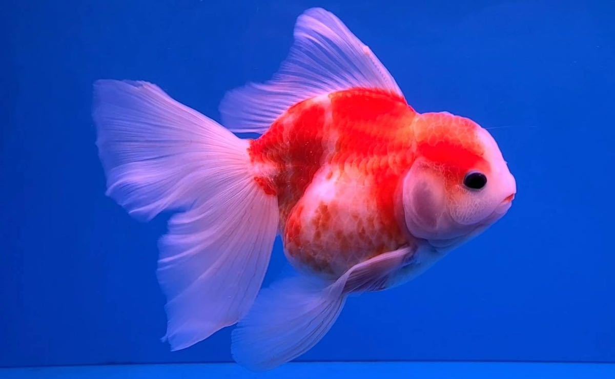 5/19/18/ ☆同梱可☆極上極美個体　桜　ハーフムーン　オランダ獅子頭　19　cm位