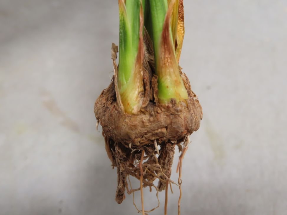 数量限定，最新作 ル2147 多肉植物 カリバナス フーケリー 抜き苗 5/8最新到着 実生株 Calibannus hookeri 塊根植物(観葉植物)｜売買されたオークション情報、yahooの商品情報をアーカイブ公開 - オークファン その他