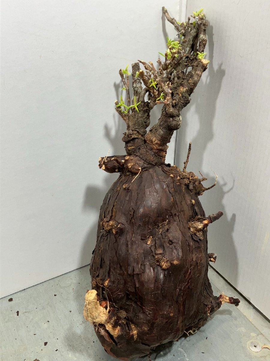 レ754 「塊根植物」メストクレマ　XL　抜き苗【5/22最新到着・Mestoklema・多肉植物】