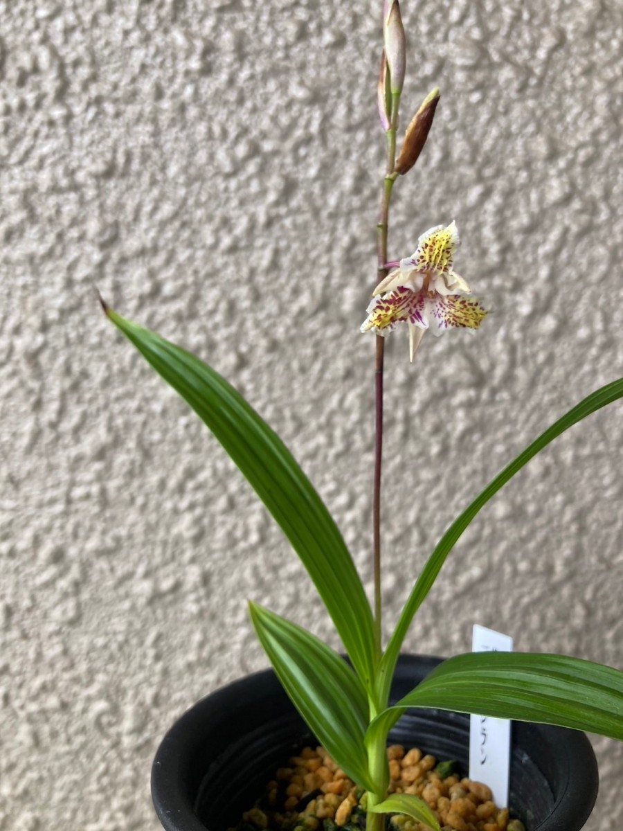 黄花　三蝶咲き　紫蘭　シラン　山野草