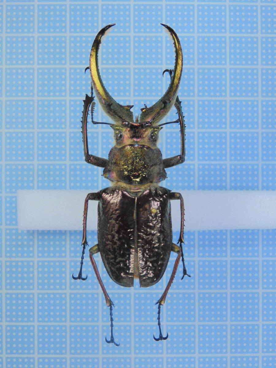 標本・展足済】 大型 コガシラクワガタ ♂78mm
