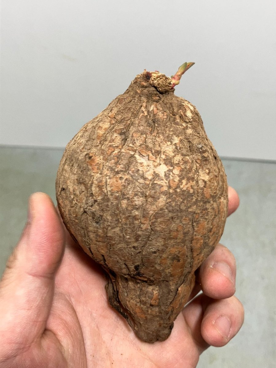 はれるやページ ロ3671 「多肉植物」ユーフォルビア トリカデニア 小 抜き苗【最新到着