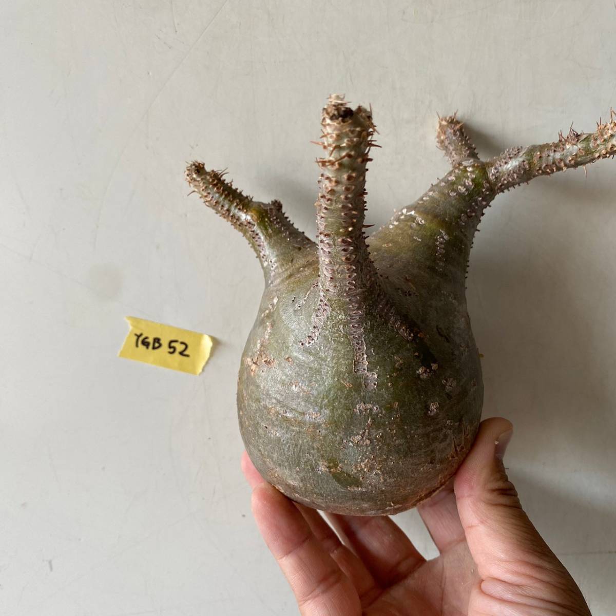 グラキリス ベアルート［ YGB52 ］マダガスカル輸入 現地株/ 塊根植物 コーデックス パキポディウム パキプス