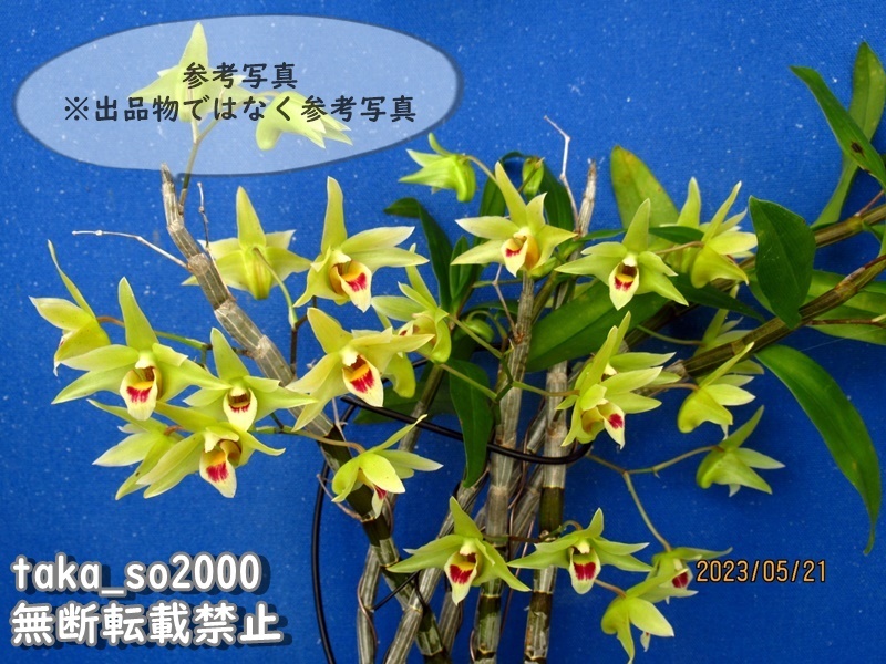 ♪♪キバナノセッコク 『翠三蝶』 富貴蘭 長生蘭 野生ラン セッコク 山