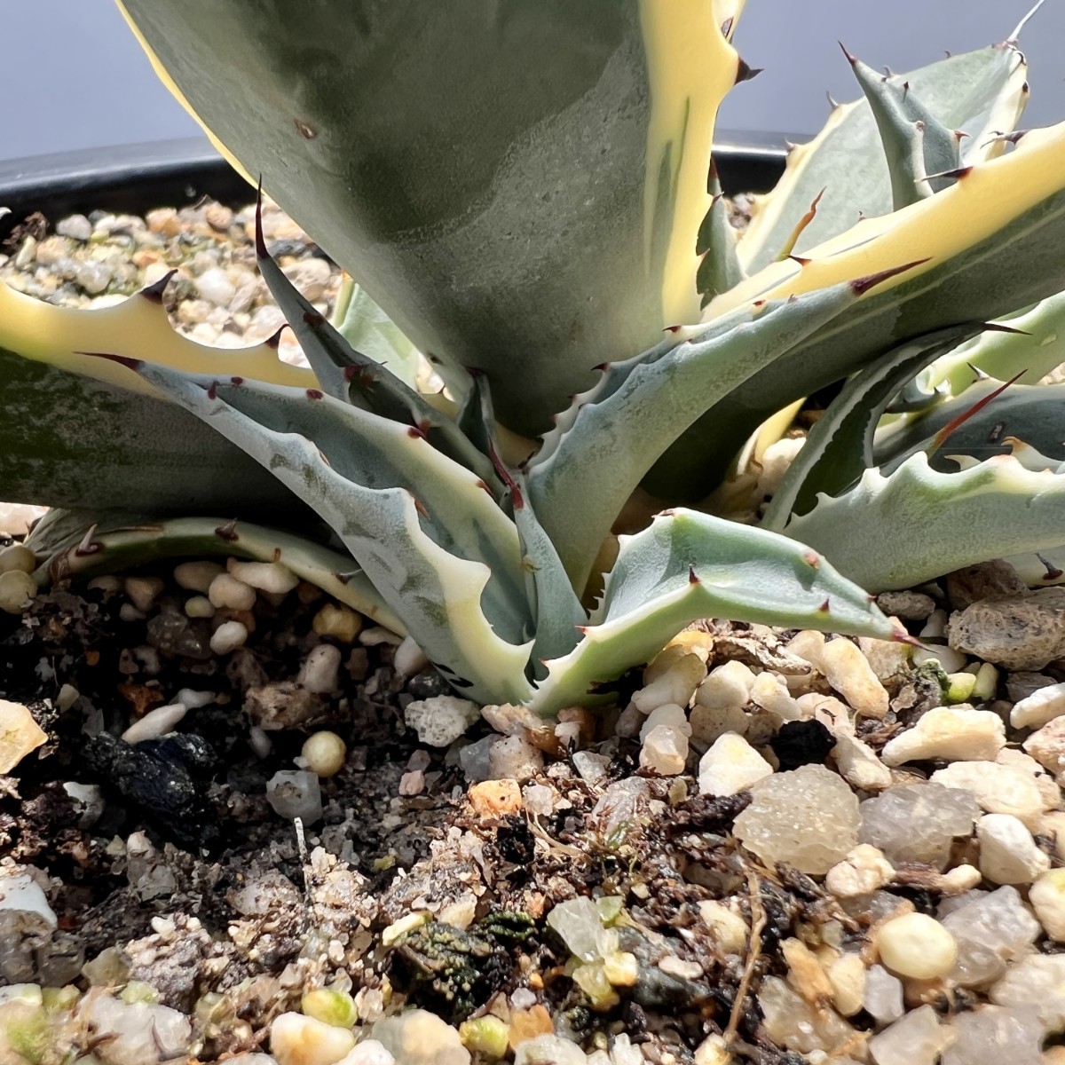 アガベ パラサナ インプレッショニスト 子株 めまぐるしく 鮮明斑 白覆輪斑 