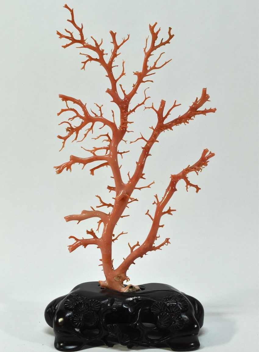 中国 天然本珊瑚 桃珊瑚 枝 原木 唐木台 高さ26cm 箱付き / サンゴ 