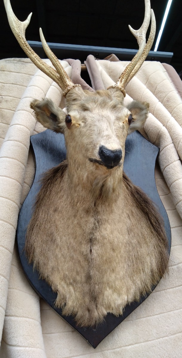 ヘラジカ 角 ハンティングトロフィー 剥製 標本 天然 鹿 角 頭蓋骨