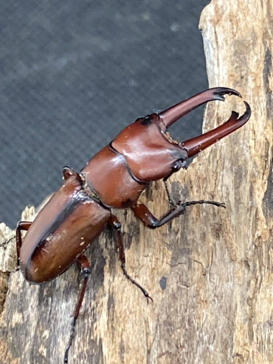 エレガンスセスジクワガタペア 即ブリ