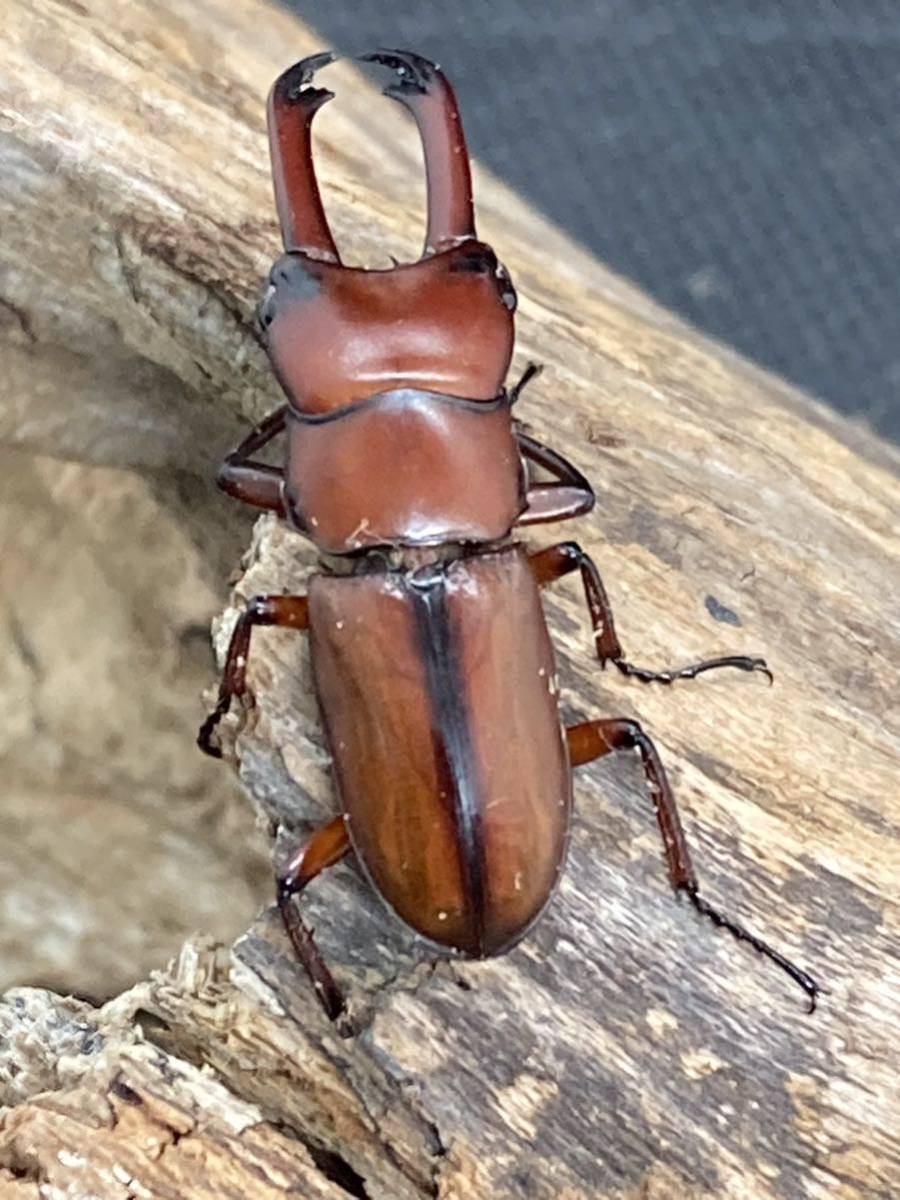 エレガンスセスジクワガタペア 即ブリ