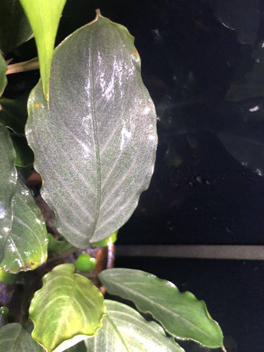 TB便】Bucephalandra sp.Pearl gray ブセファランドラ パールグレイ 1