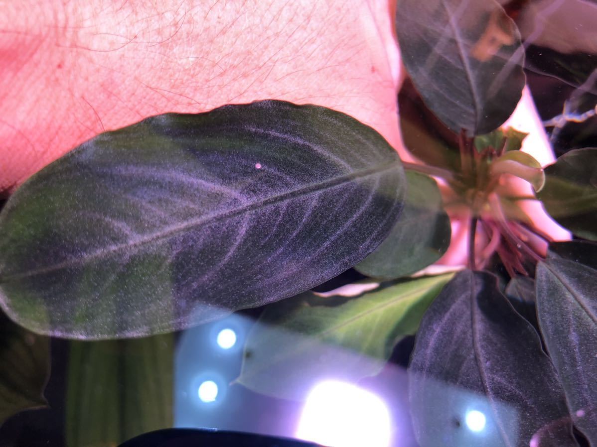 TB便】Bucephalandra sp.Pearl gray ブセファランドラ パールグレイ 1