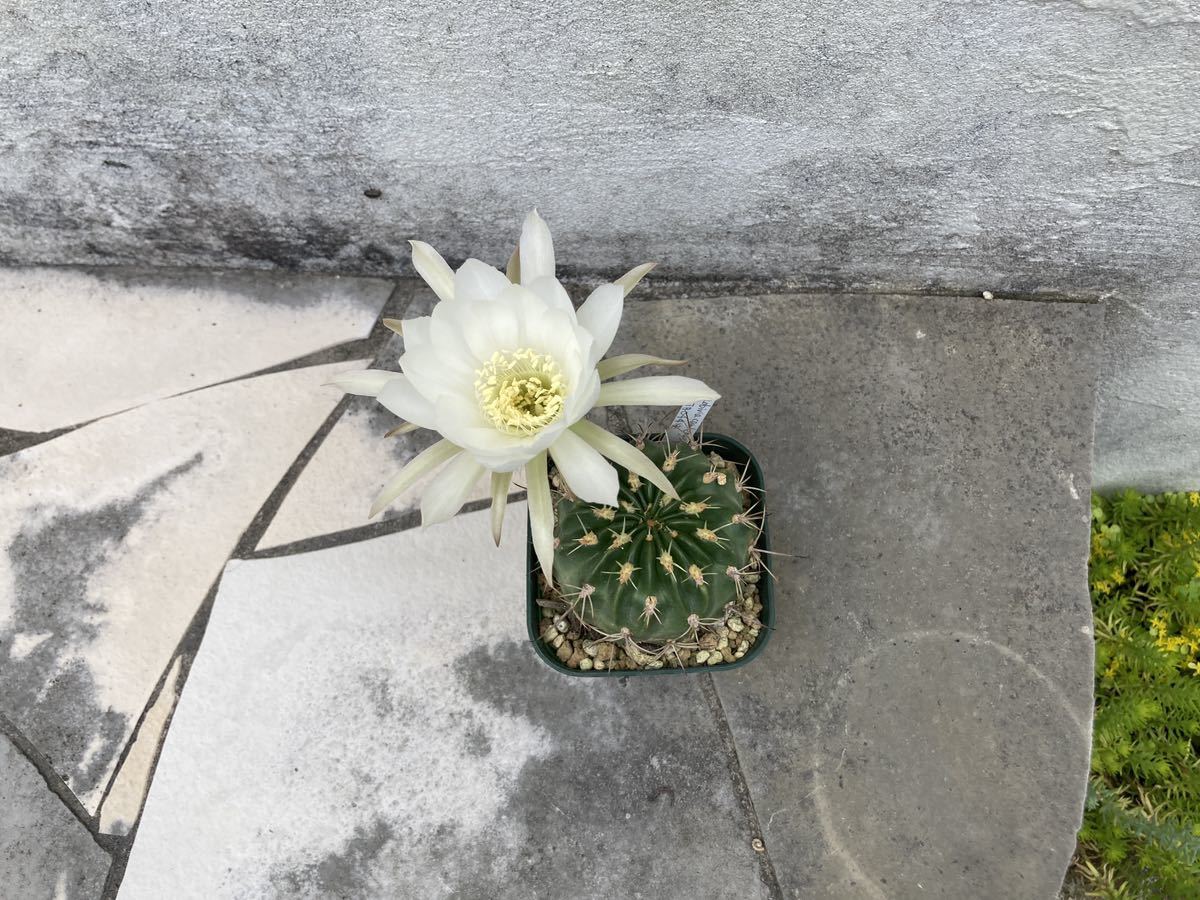 100 マニアック 花サボテン ロビビア 原種 Lobivia cardenasiana TB044