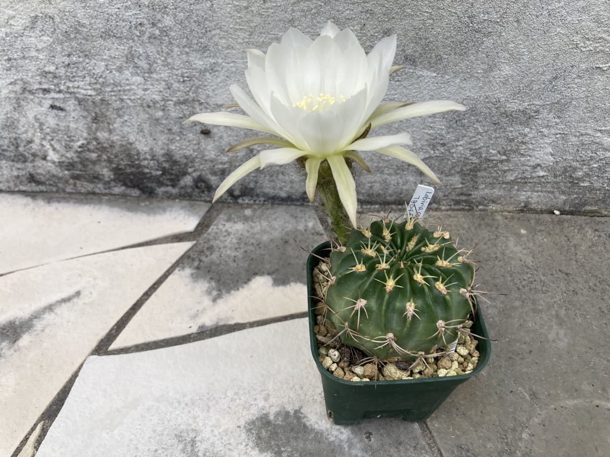 100 マニアック 花サボテン ロビビア 原種 Lobivia cardenasiana TB044