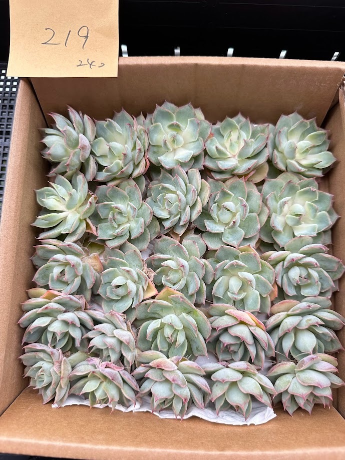 多肉植物 韓国苗 エケベリア チュプス 【公式通販】