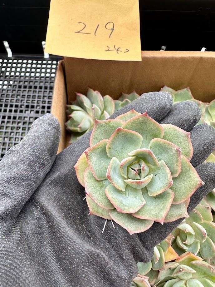 多肉植物 韓国苗 エケベリア チュプス 【公式通販】