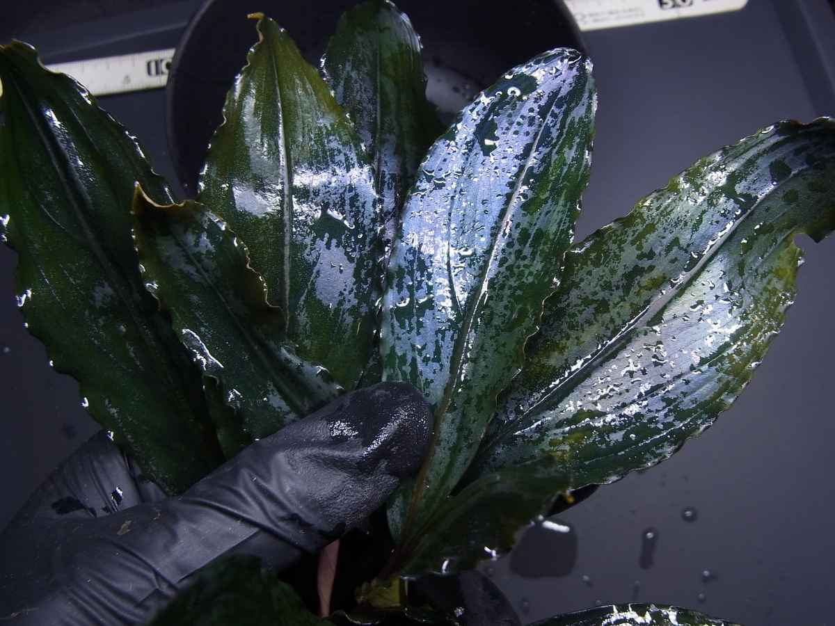 ◇ブセファランドラ sp.ディープパープル【AZ1011-XX】水上株