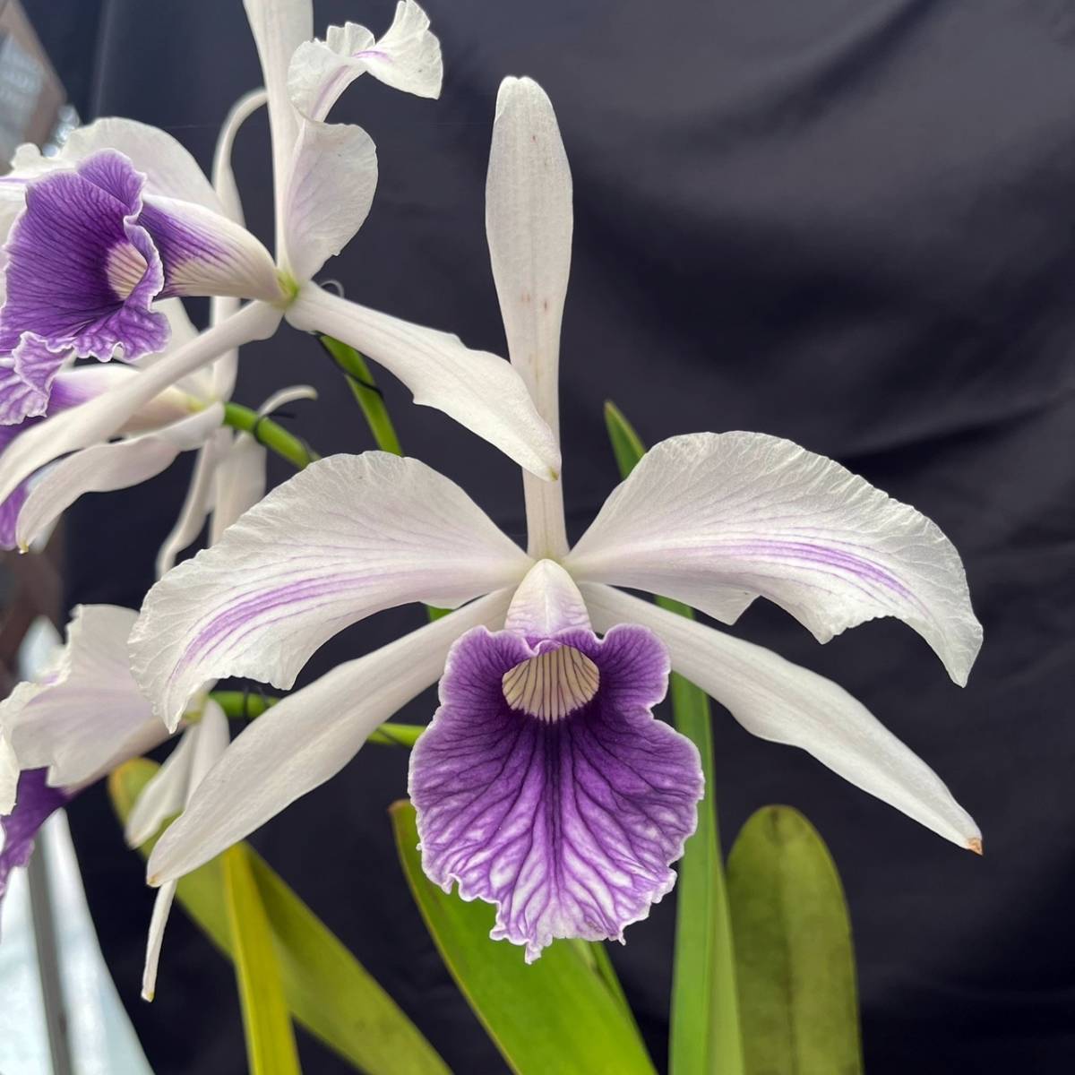 06☆洋蘭カトレア(Cattleya)属☆ C. purpurata fma. striata 