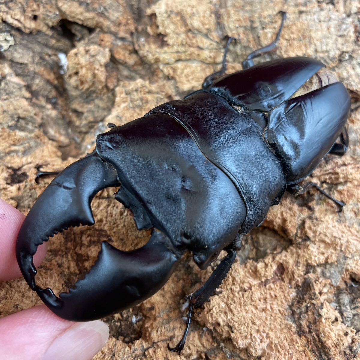 【Tyrant】 スマトラヒラタ アチェ産 極太短歯 羽根パカ AEGIS-RX ♂96.5mm ♀51.7mm ペア