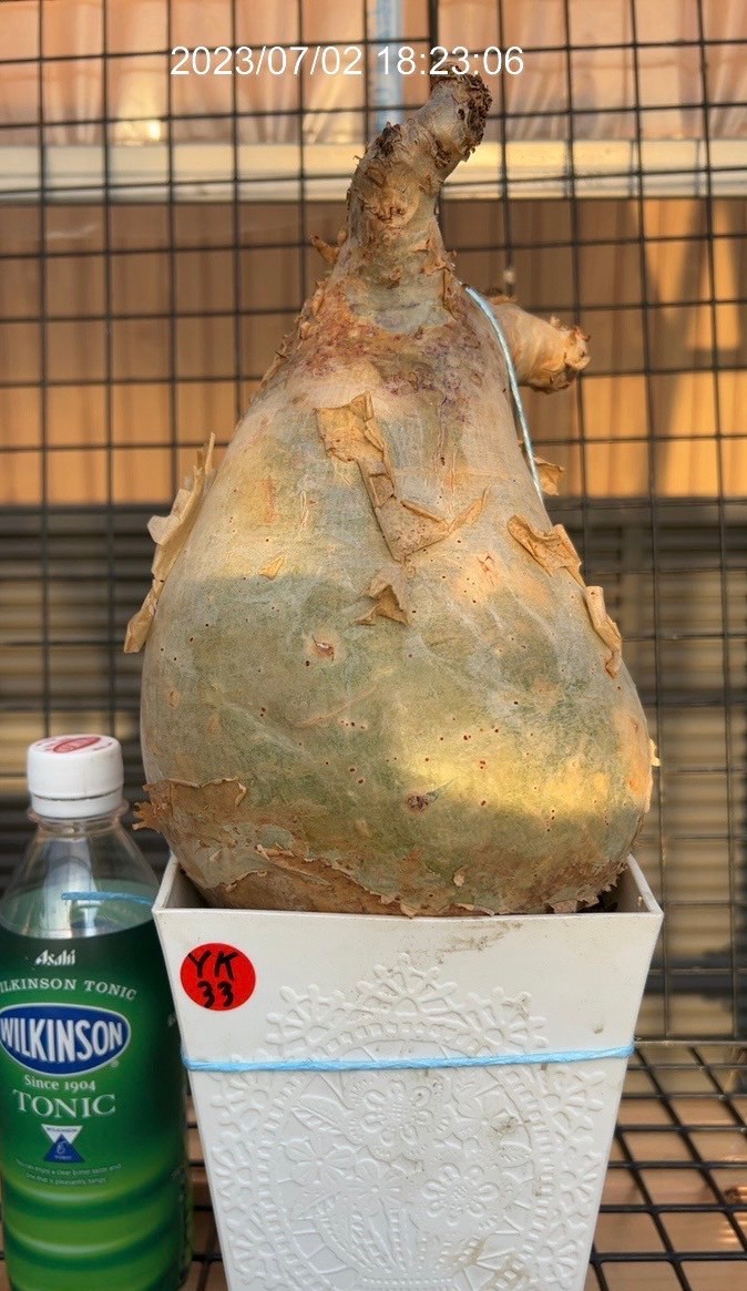 キフォステンマ ウター マクロプスCyphostemma uter var. macropus