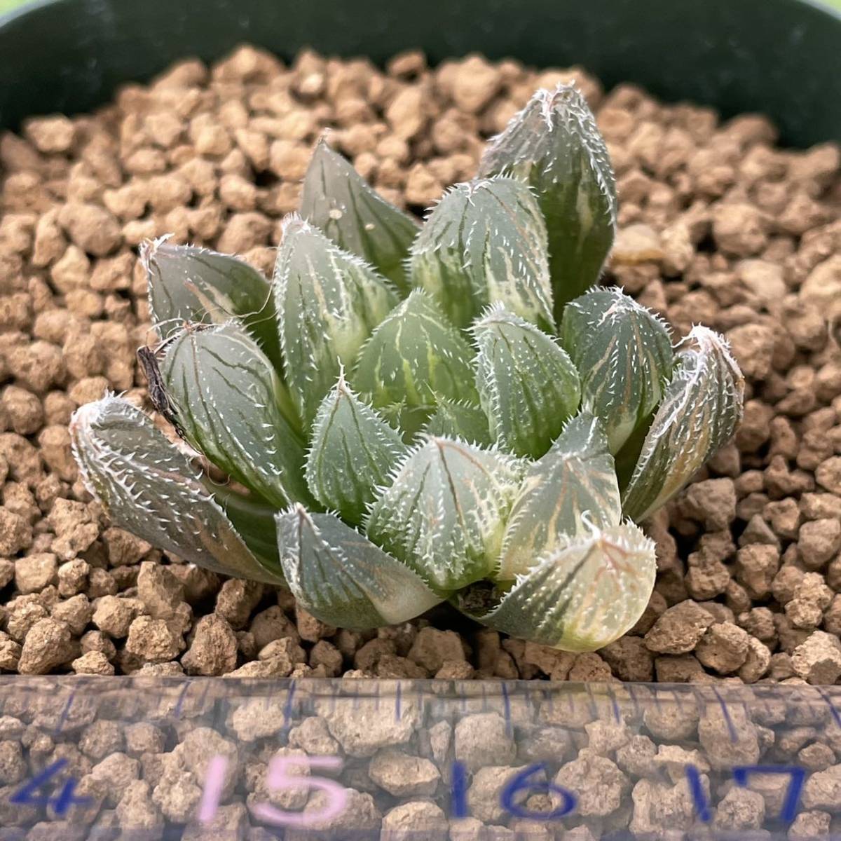多肉植物 ハオルチア ベヌスタ錦 ハオルチア ベヌスタ錦 公式通販