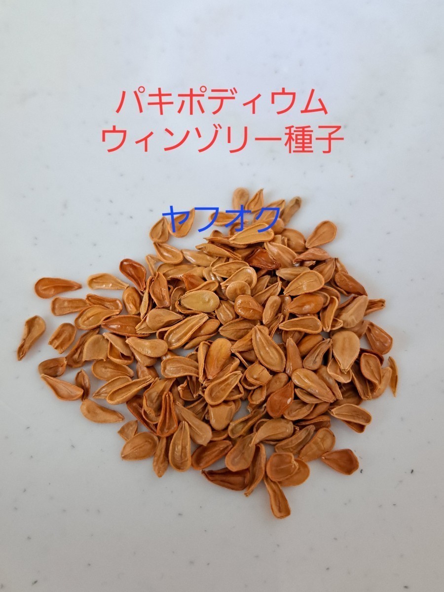 種子50粒】パキポディウム ウィンゾリー Pachypodium windsorii 50粒