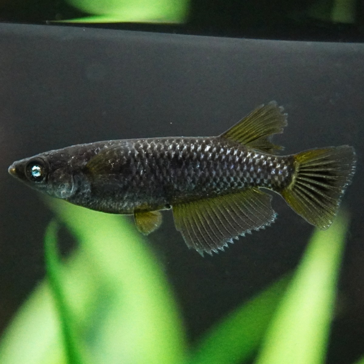 限定SALE，100%新品 Medaka Garden 光芒 現物出品 エヴァ 極上若魚１ペア＋オマケ ♂ 産卵中 #ブルーアイ メダカ Ｅ&minus;9(めだか)｜売買されたオークション情報、yahooの商品情報をアーカイブ公開 - オークファン めだか