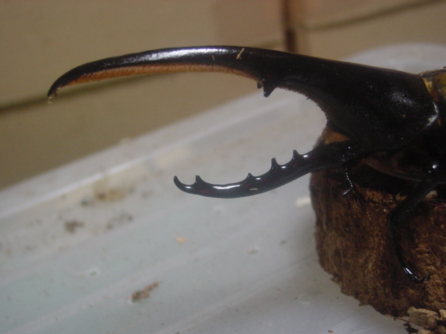 ヘラクレス・ヘラクレス　１PA　♂145ミリ　♀70ミリ 