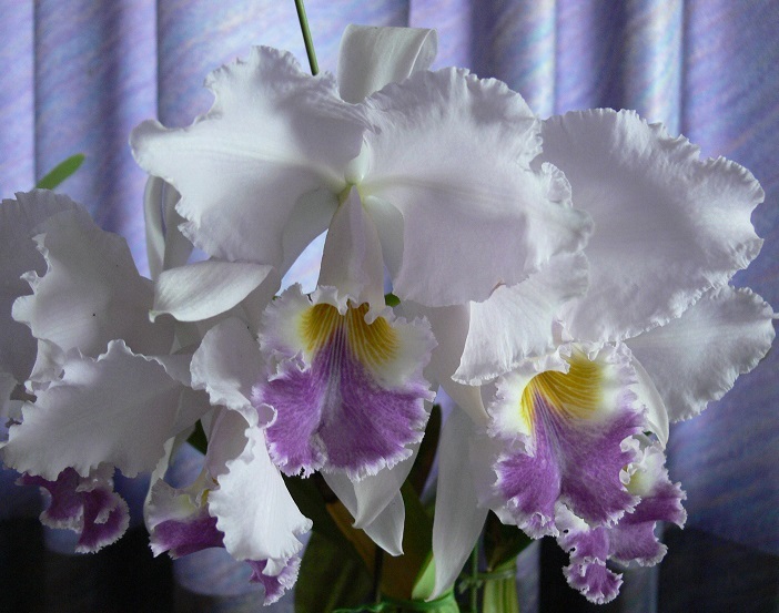 ☆洋蘭原種☆カトレアC.gaskelliana semialba 'Hanza' (OG)原産地由来