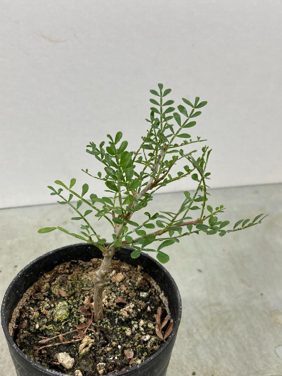 ケ4392 「実生株」オペルクリカリア パキプス 2年株【種から発芽！・発
