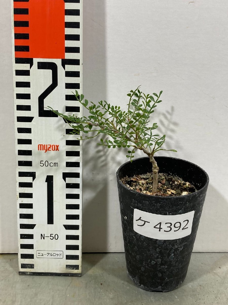 ケ4392 「実生株」オペルクリカリア パキプス 2年株【種から発芽！・発