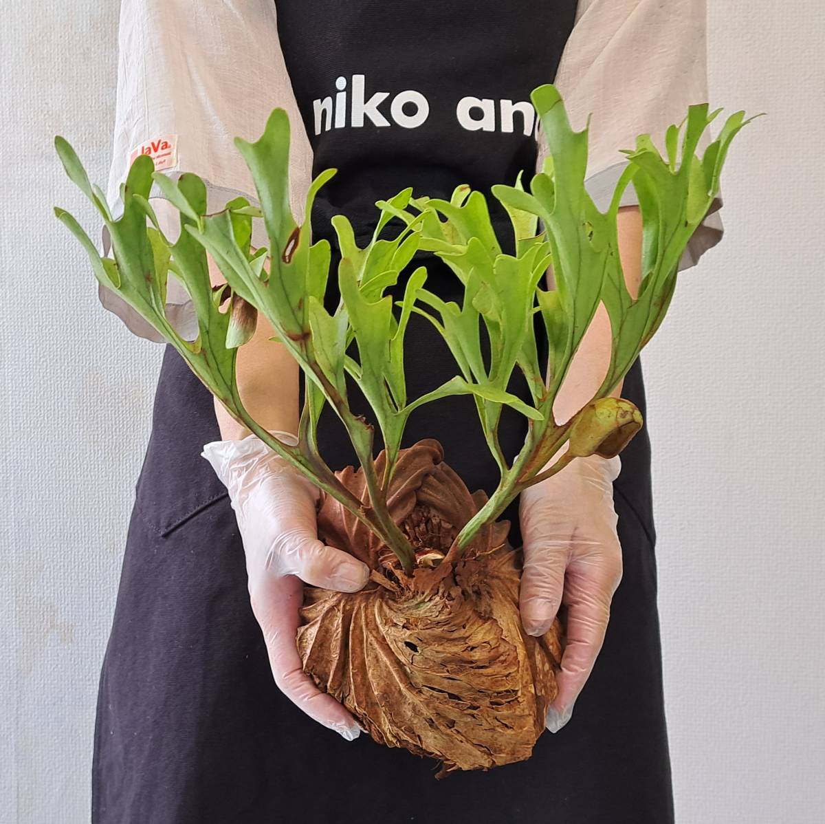☆1円スタート☆35+ ビカクシダ 植物☆Platycerium ridleyi (プラティ
